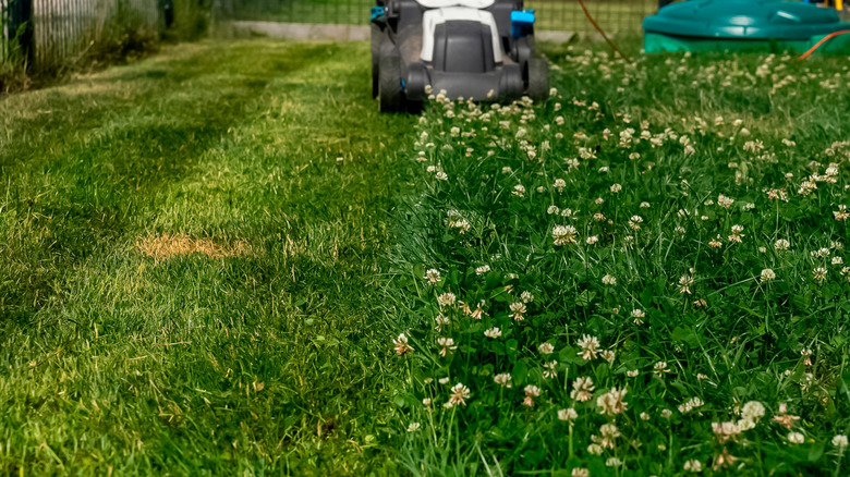 Lawn mower cutting clover to promote grass growth