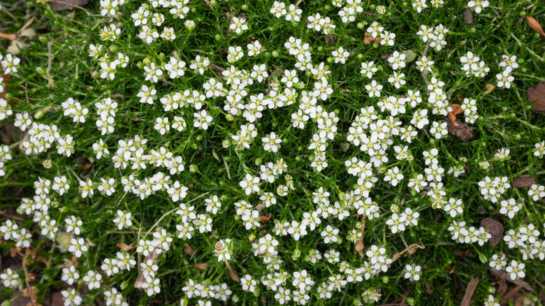 The delicate white and green of Sagina subulata