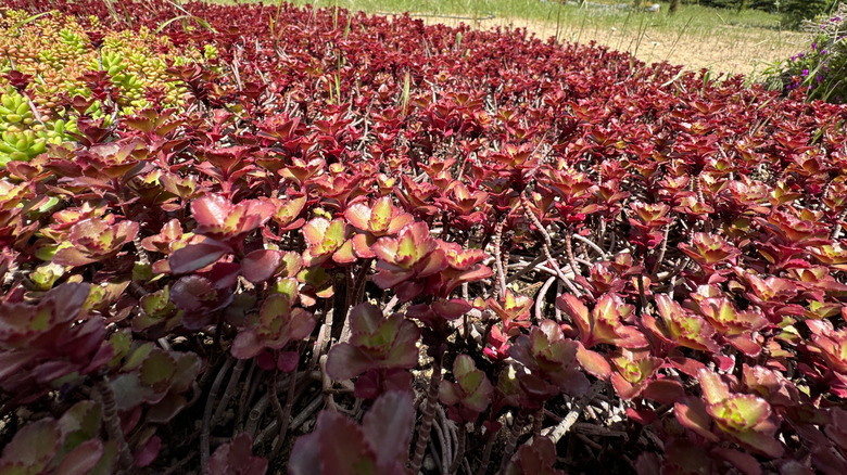 A variety of Sedum spurium with red foliage