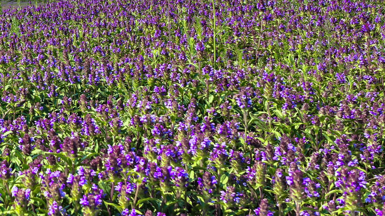 A field of Prunella vulgaris