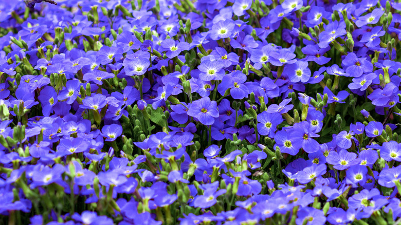 The dramatically blue flowers of Veronica repens