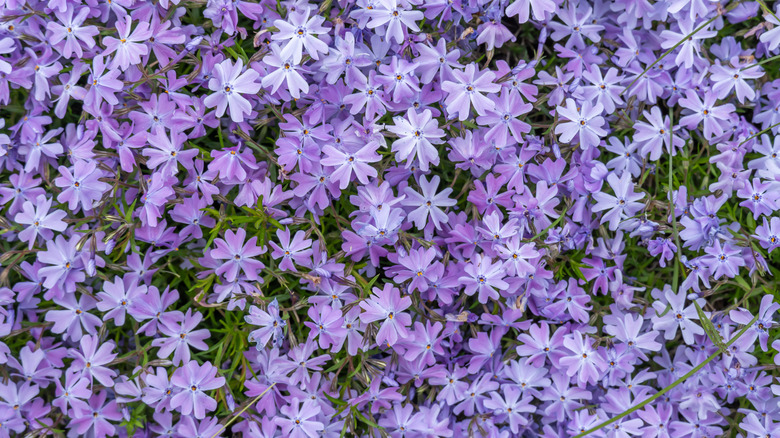 The subtle gradient of Phlox subulate color
