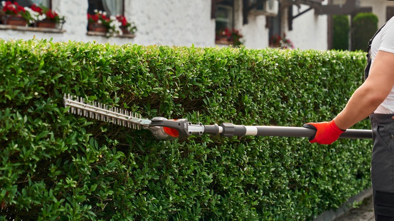 Person trimming green hedges