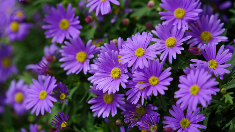 Purple aster flowers blooming outdoors