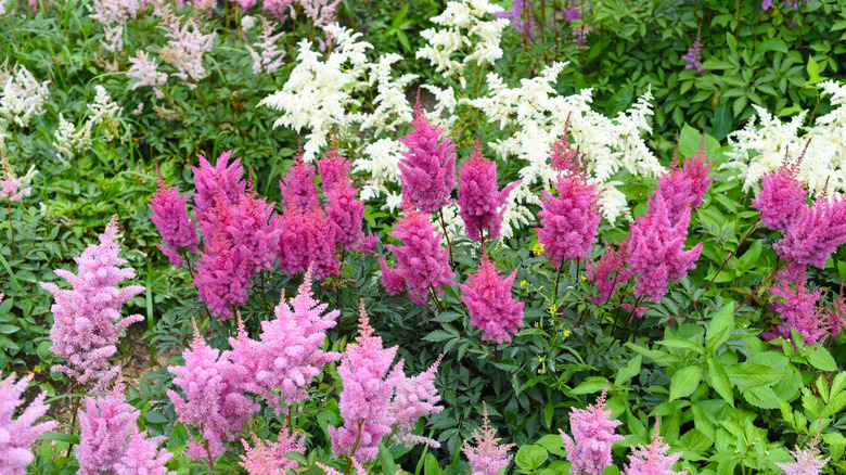 Light pink, dark pink, and white astilbe blooms in a garden