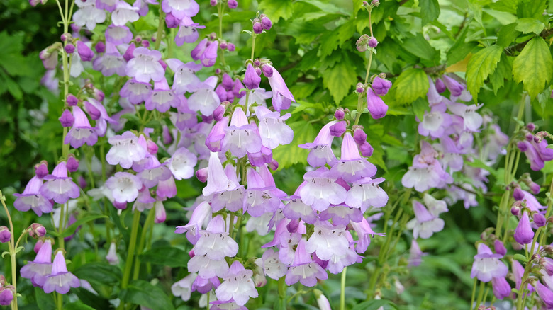 Light purple, drooping beardtongue blooms on plant stalks