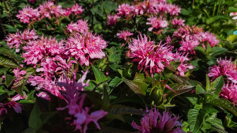 Wide shot of a bed of pink bee balm