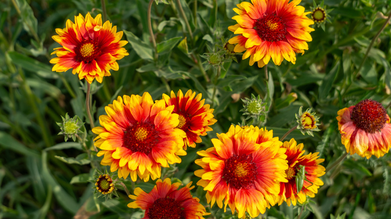 Close up of blanket flowers with vibrant yellow and orange petals