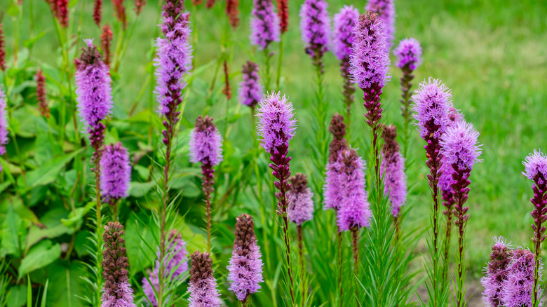 Group of blazing star plants with purple blooms