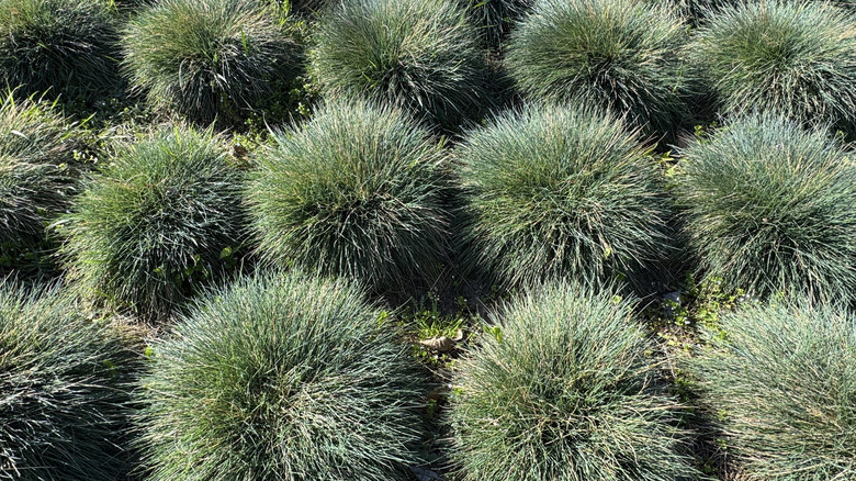 Rows of grassy blue fescue plants