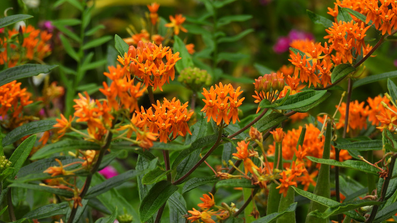Orange butterfly weed blooms on a plant