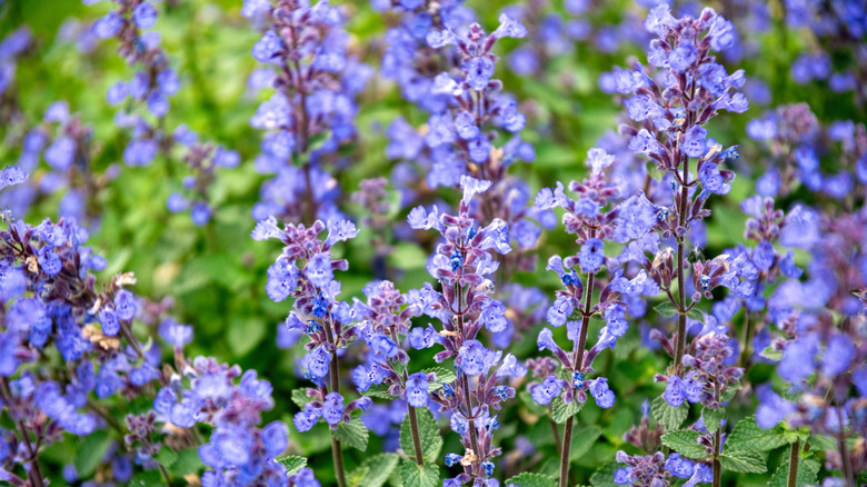 Catmint in bloom with light purple flowers