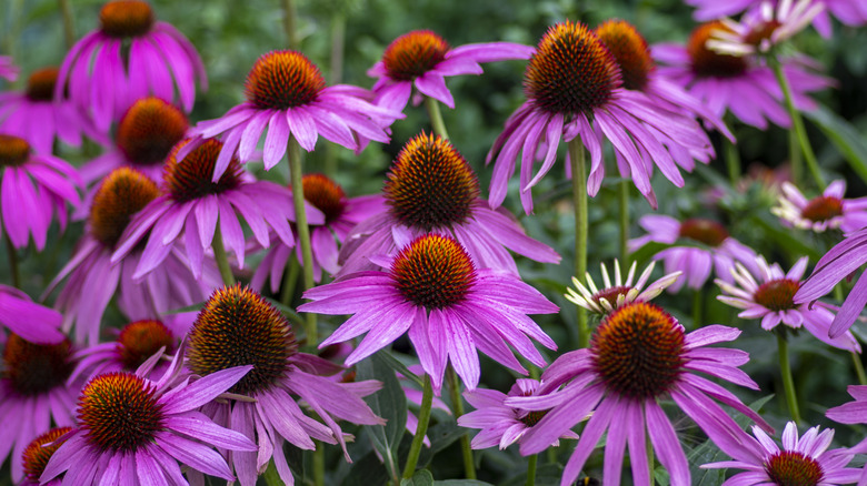 A group of vibrant purple coneflowers