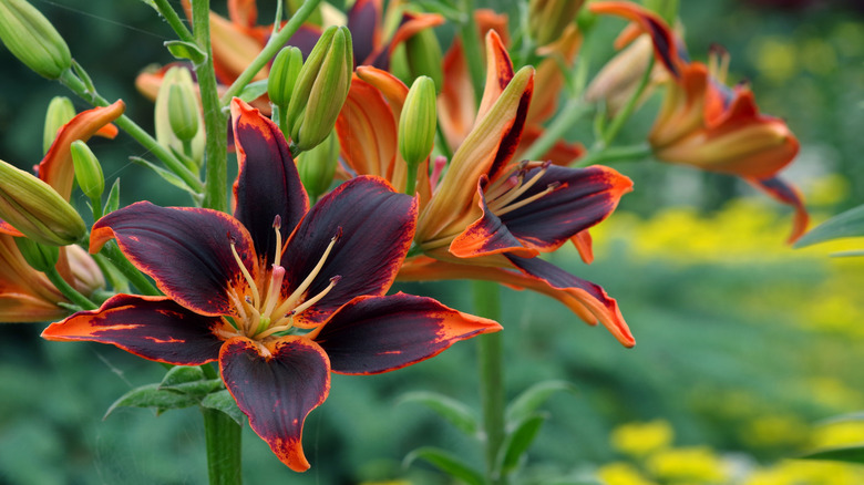 Dark purple and orange daylilies blooming outdoors