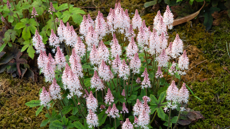 Wideshot of foamflowers with pink blooms