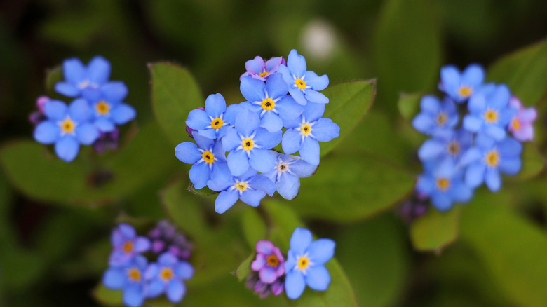 Close up of blue forget-me-not blooms