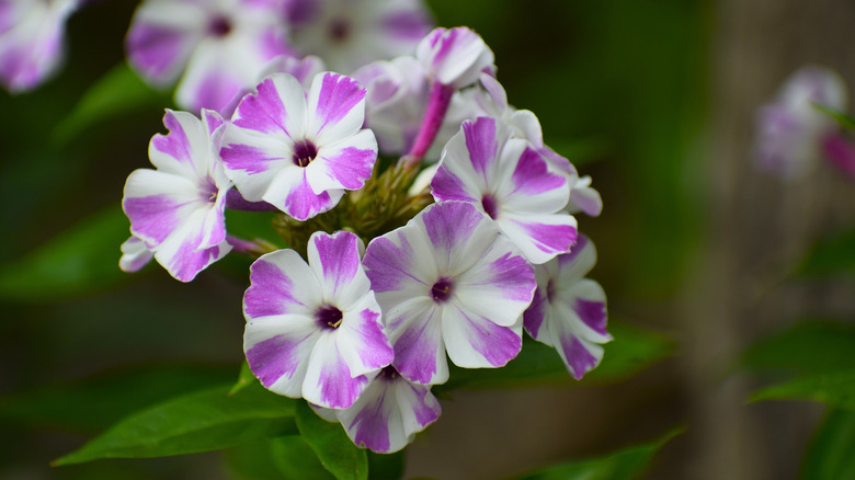 Close up of garden phlox flowers with purple streaks