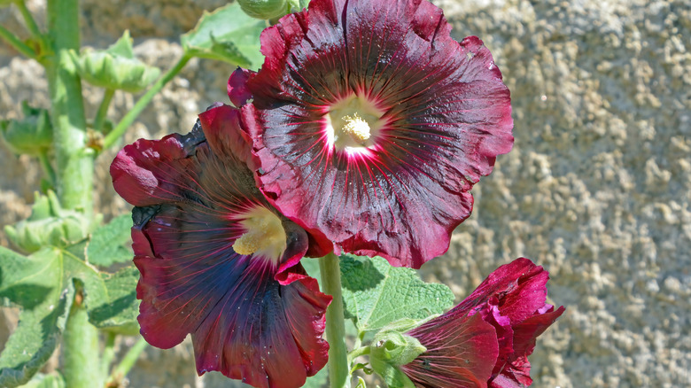 Dark red hollyhock blooms