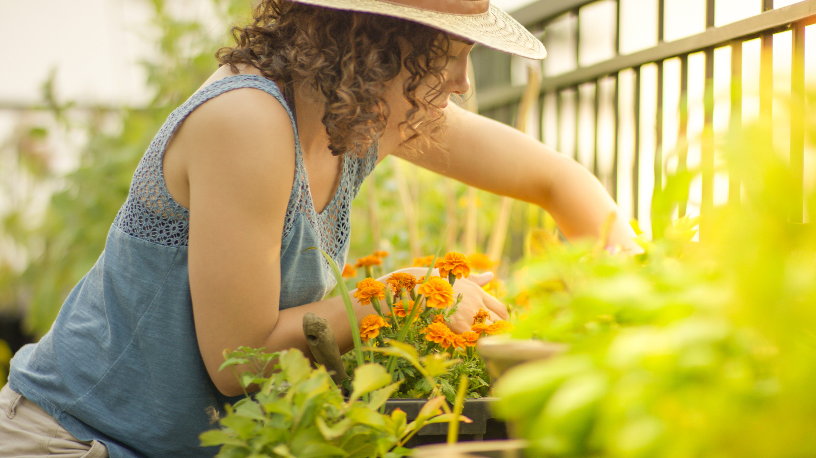 18 Best Perennials You Should Be Planting In July