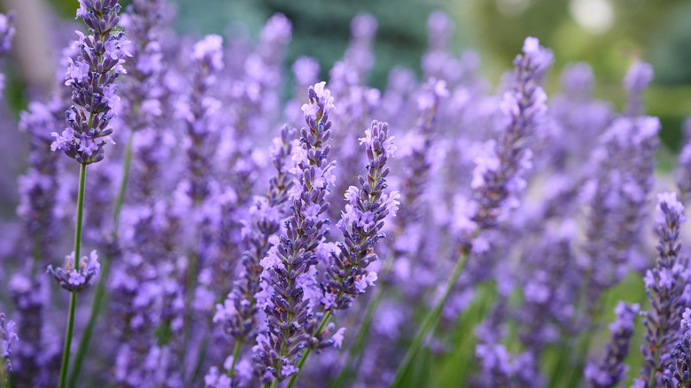 Close up of lavender plants with purple blooms