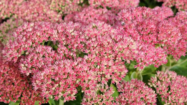 Pink stonecrop blooms