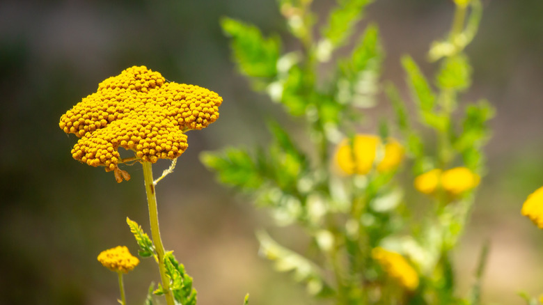Yellow yarrow in bloom