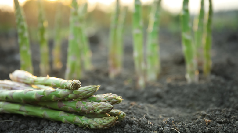 Harvesting asparagus stems in spring
