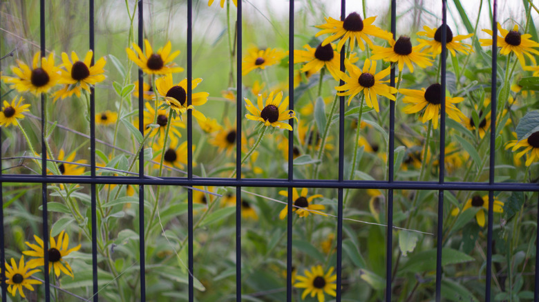 Black-eyed Susans along a metal fence