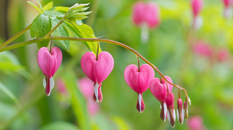 Heart-shaped Bleeding heart flower in pink and white.