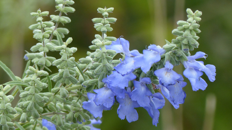 A close up of bright blue sage flowers