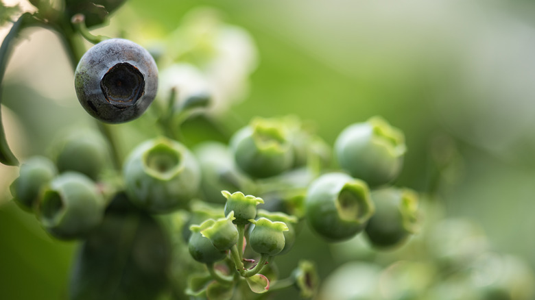 Blueberries in a garden