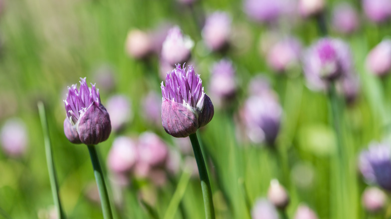 Chives in bloom in a garden