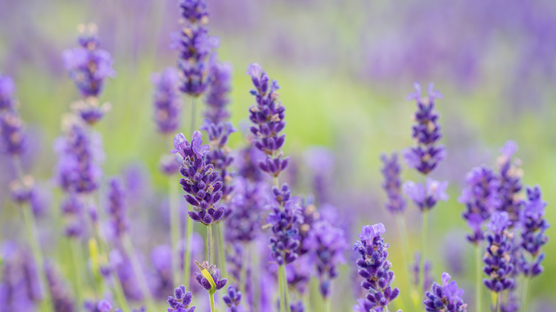 Close-up of English lavender (Lavandula angustifolia)