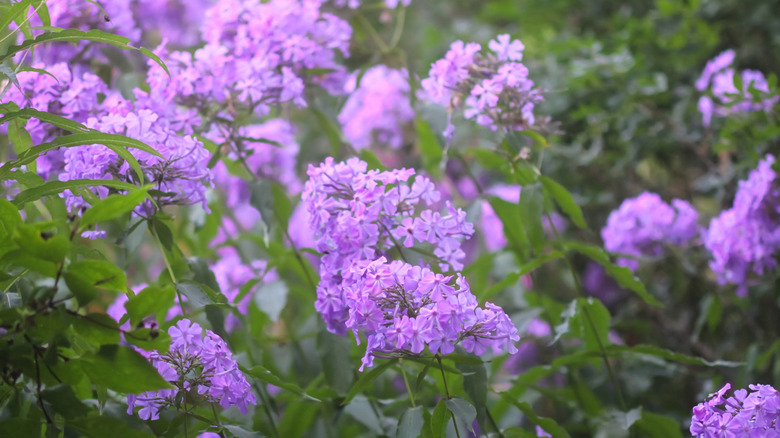 Purple Phlox paniculata flowers bloom in a sunny garden.