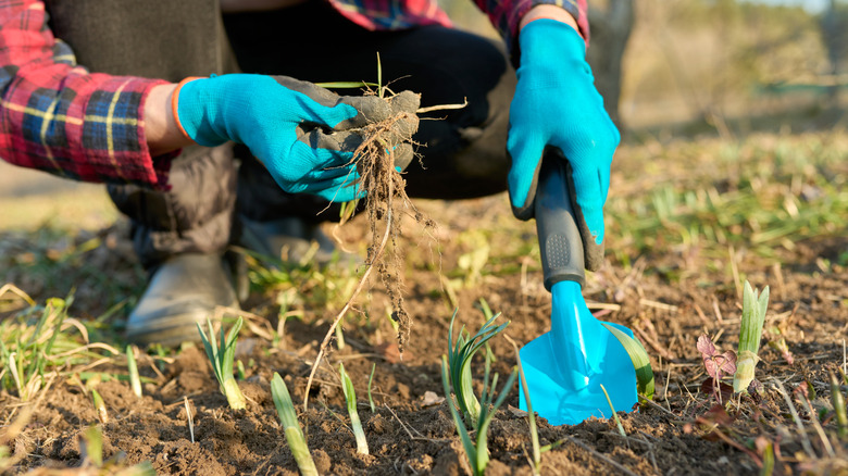 19 Best Perennials You Should Be Planting In March