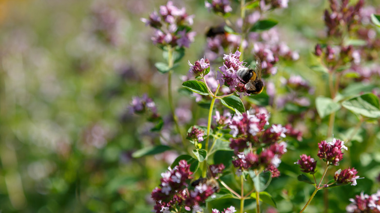 A bee collecting pollen from an oregano plant