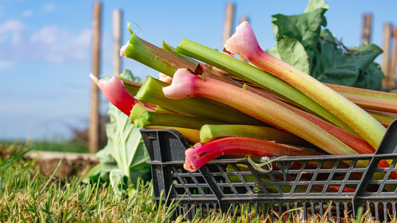 Rhubarb harvest in a plastic garden bin to make pies and compote, rheum rhabarbarum