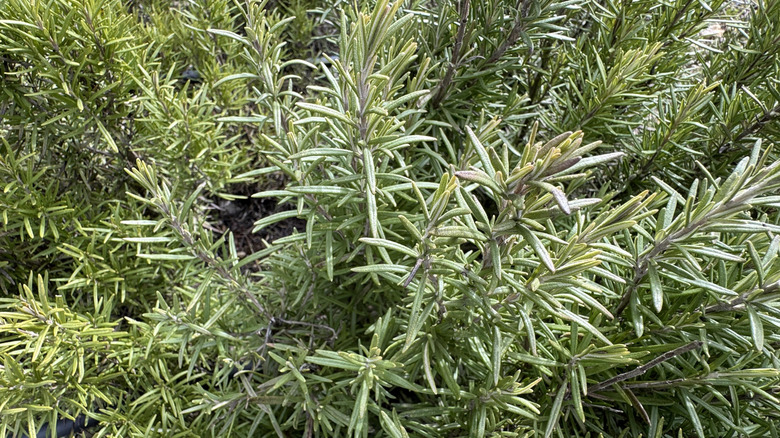 Salvia rosmarinus plant with fresh green leaves growing in a garden.