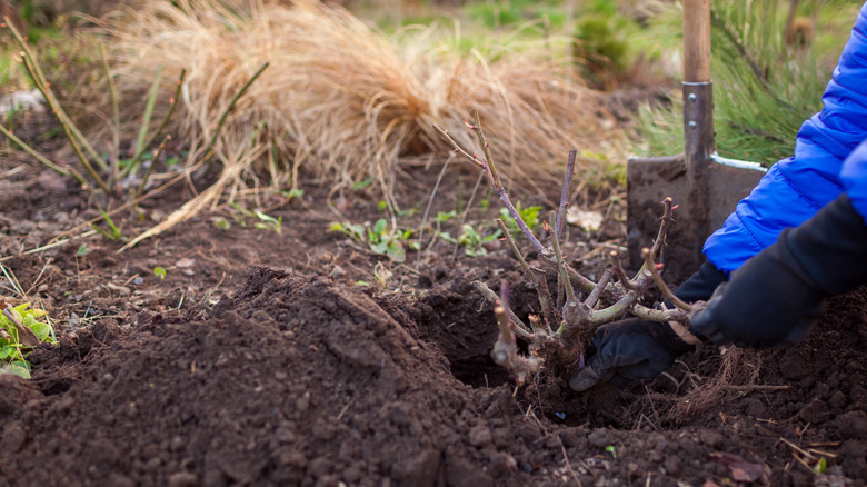 Gardener planting rose bush into soil in spring garden.