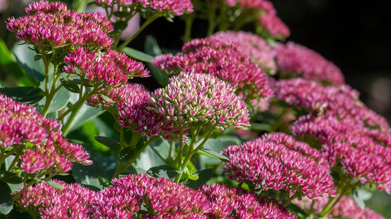 Beautiful autumn joy stonecrop flowers in bloom