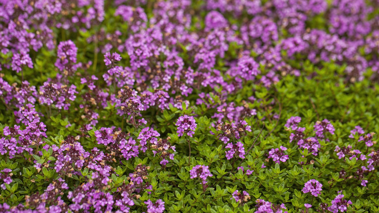 Common thyme (Thymus vulgaris) blooming during the summer.