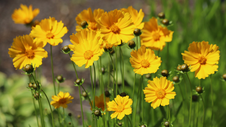 Tickseed (Coreopsis grandiflora) in bloom