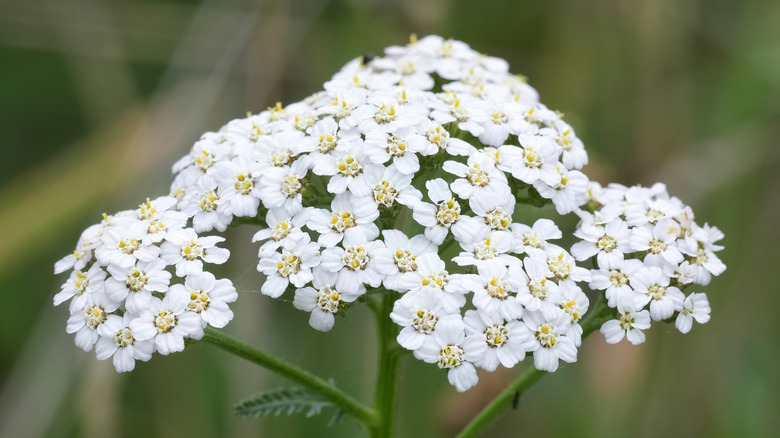 Natural closeup on the white common yarrow flower, Achillea millefolium