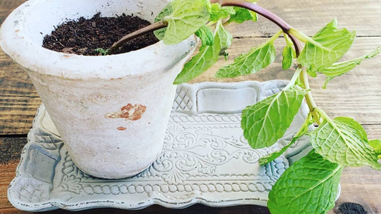potted plant on gray tray on wood surface