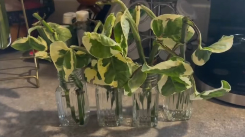 Four variegated pothos plant cuttings sitting inside cap-less salt and pepper shakers filled with water.