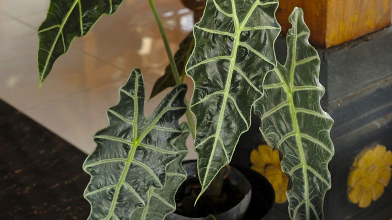 Alocasia 'Polly' plant with large, dark green leaves and light green veins