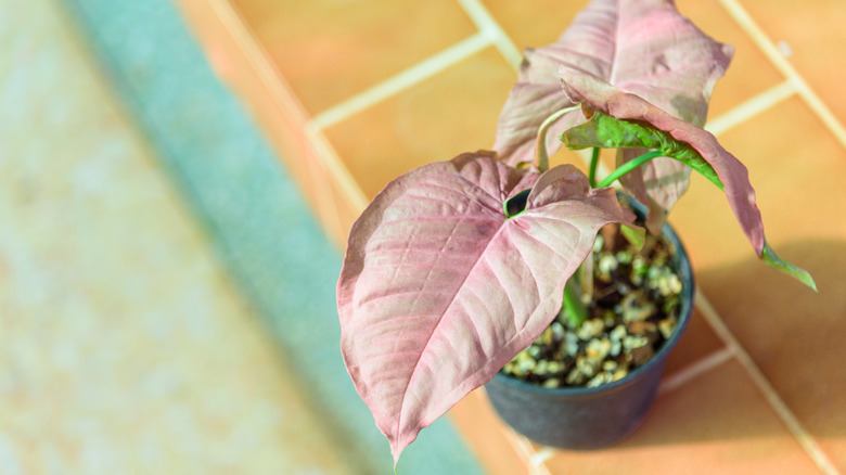 A pink arrowhead vine plant