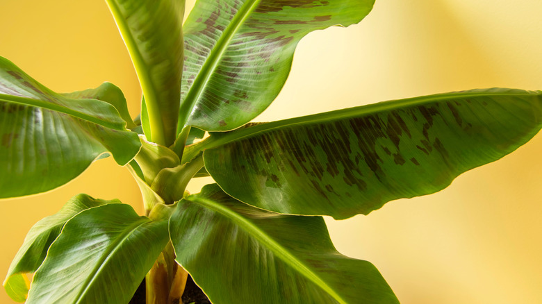 The leaves of a banana plant against a yellow wall
