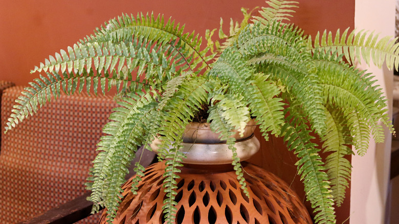 A Boston fern in a planter indoors