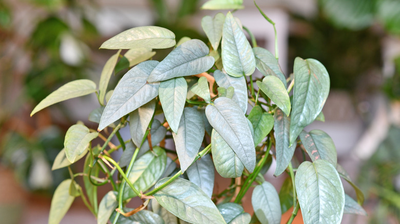 A cebu blue pothos plant